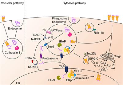 Antigen Presentation in the Lung